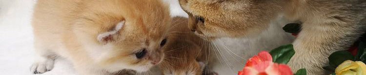 How do I introduce a new kitten to my cat? header image