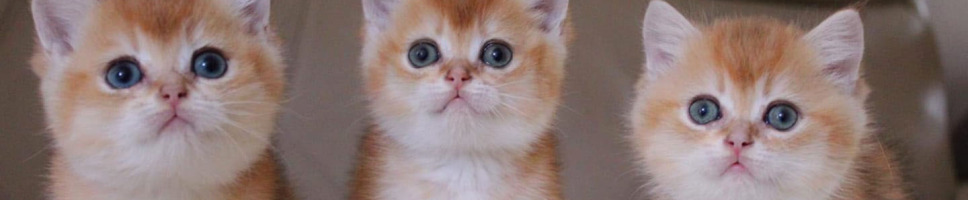 Are cats any good with small children? header image