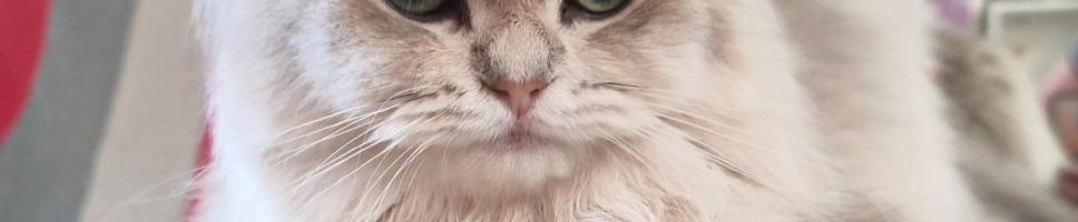 Misc header image