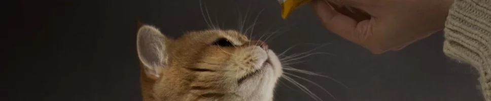 What food should I feed my kitten? header image